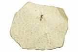 Detailed Fossil March Fly (Bibionidae) - France #254201-1